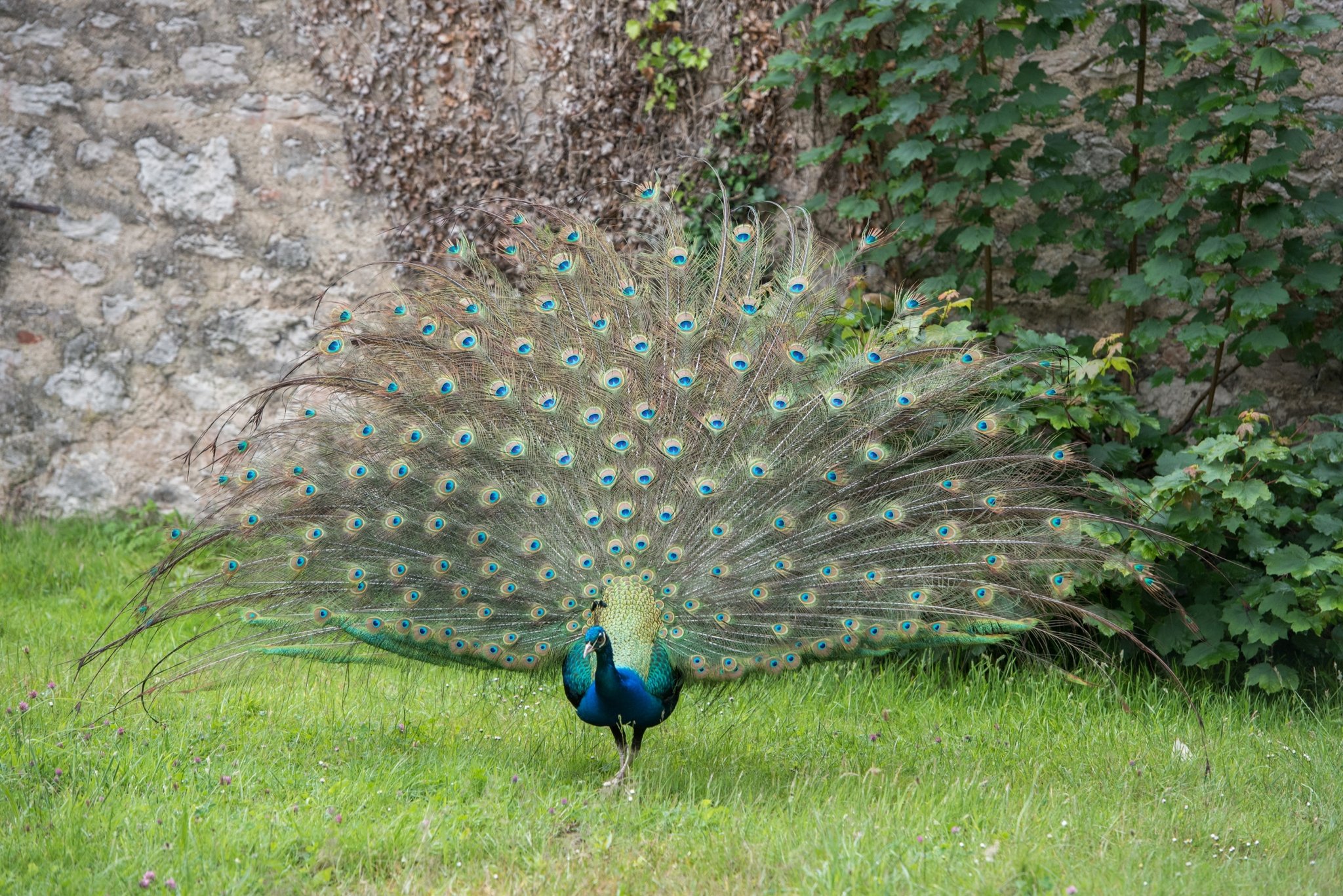 Peacock_S