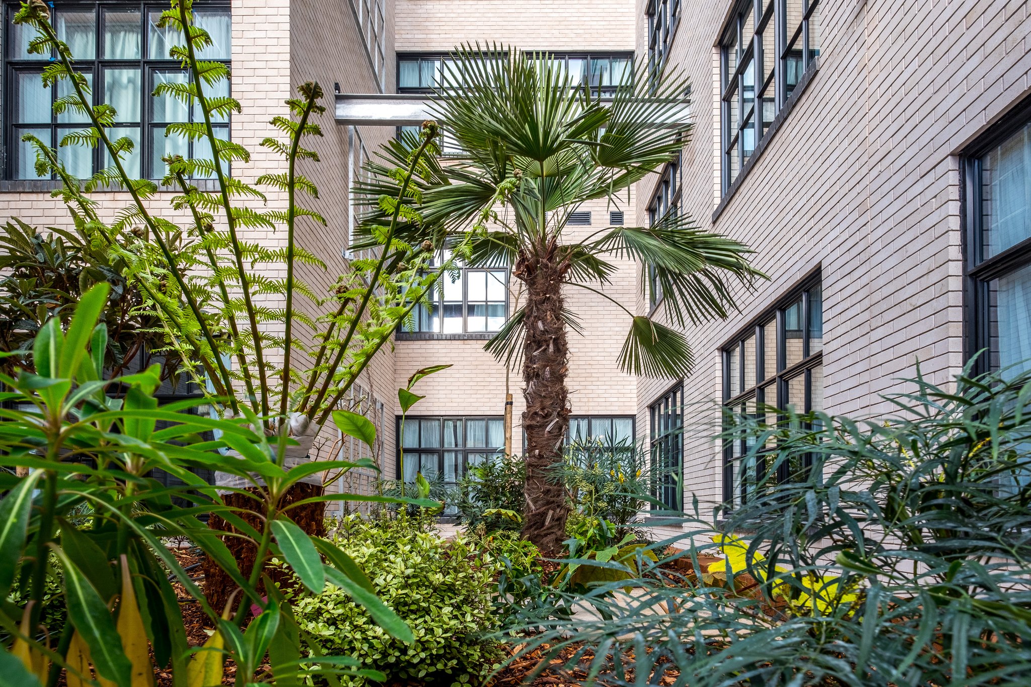 AB_Courtyard_plants_S