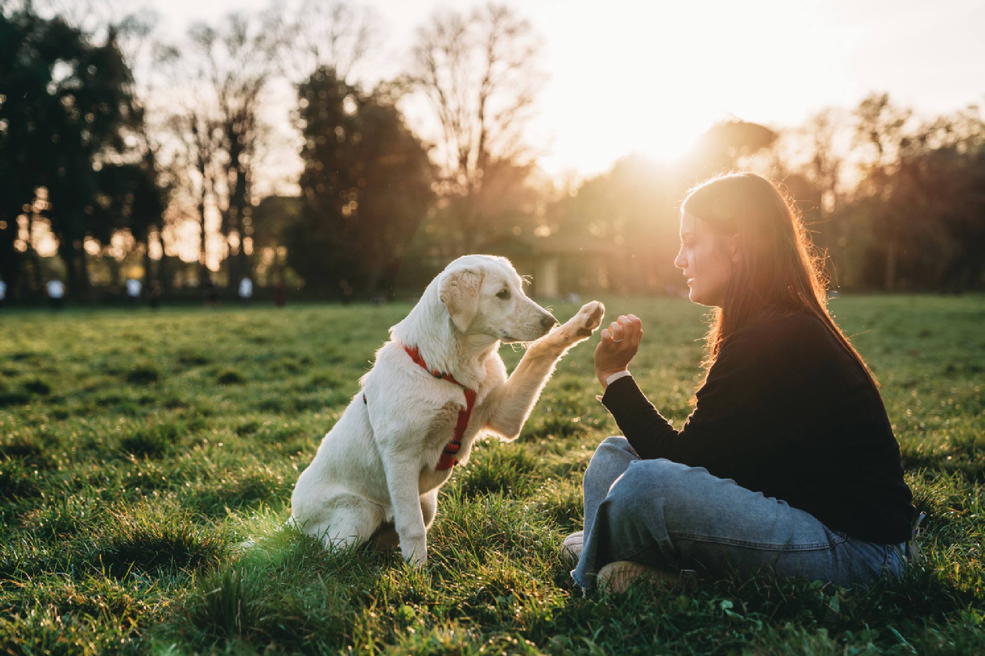 Pampered-Paws-Best-Loved-Hotels