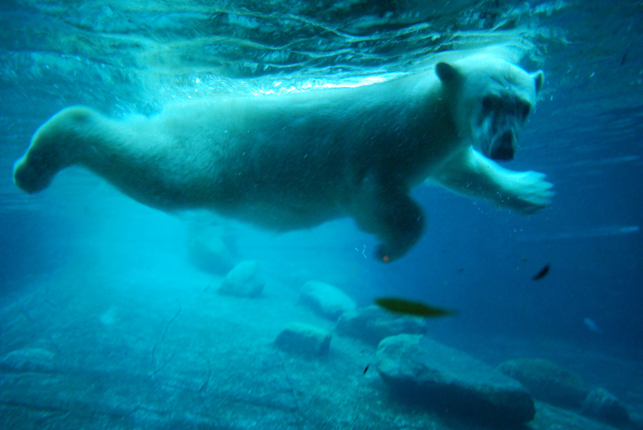 17578_underwater-polar-bear-aalborg-zoo-GettyImages-12910_S