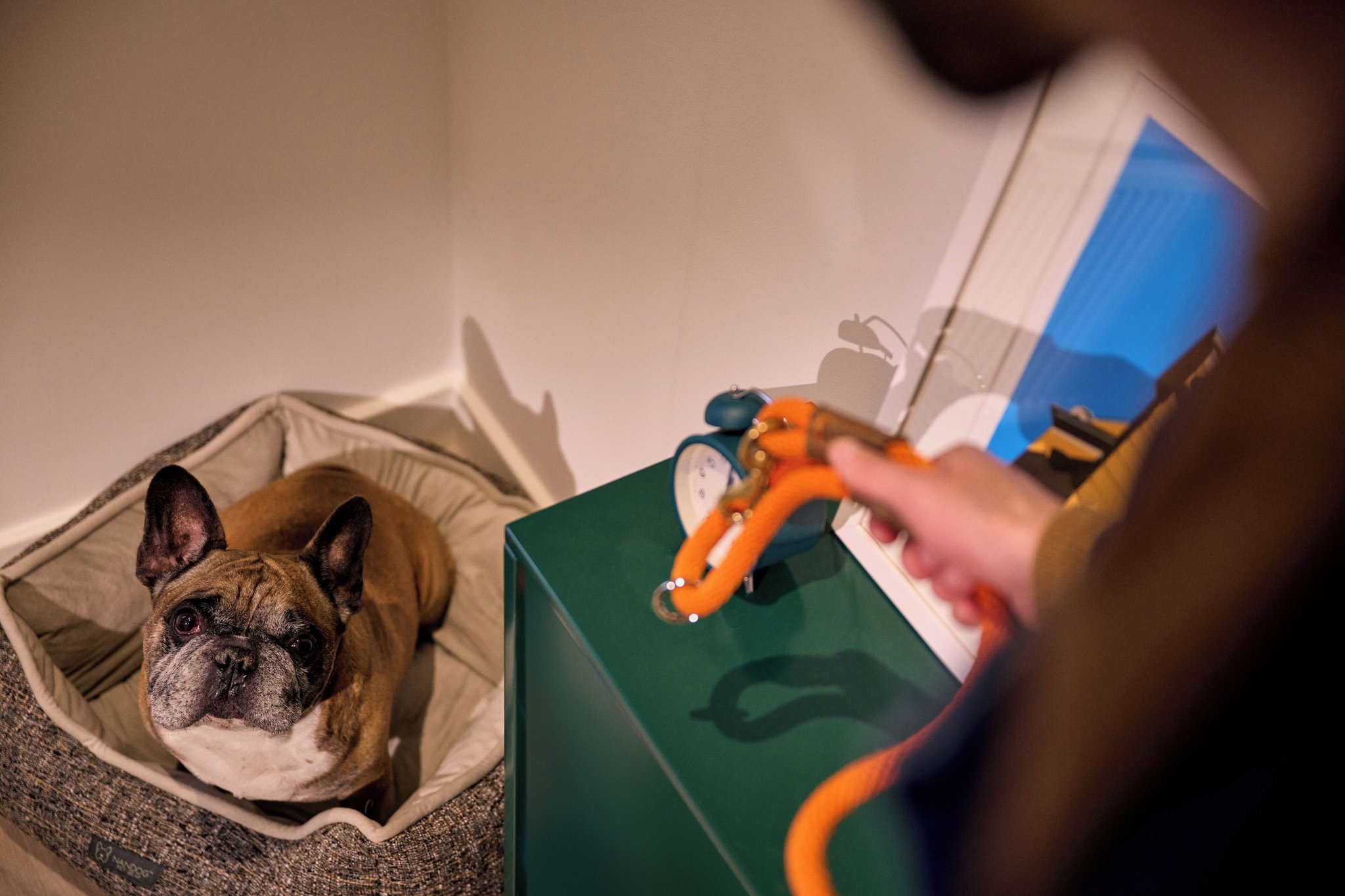 pet_friendly_S