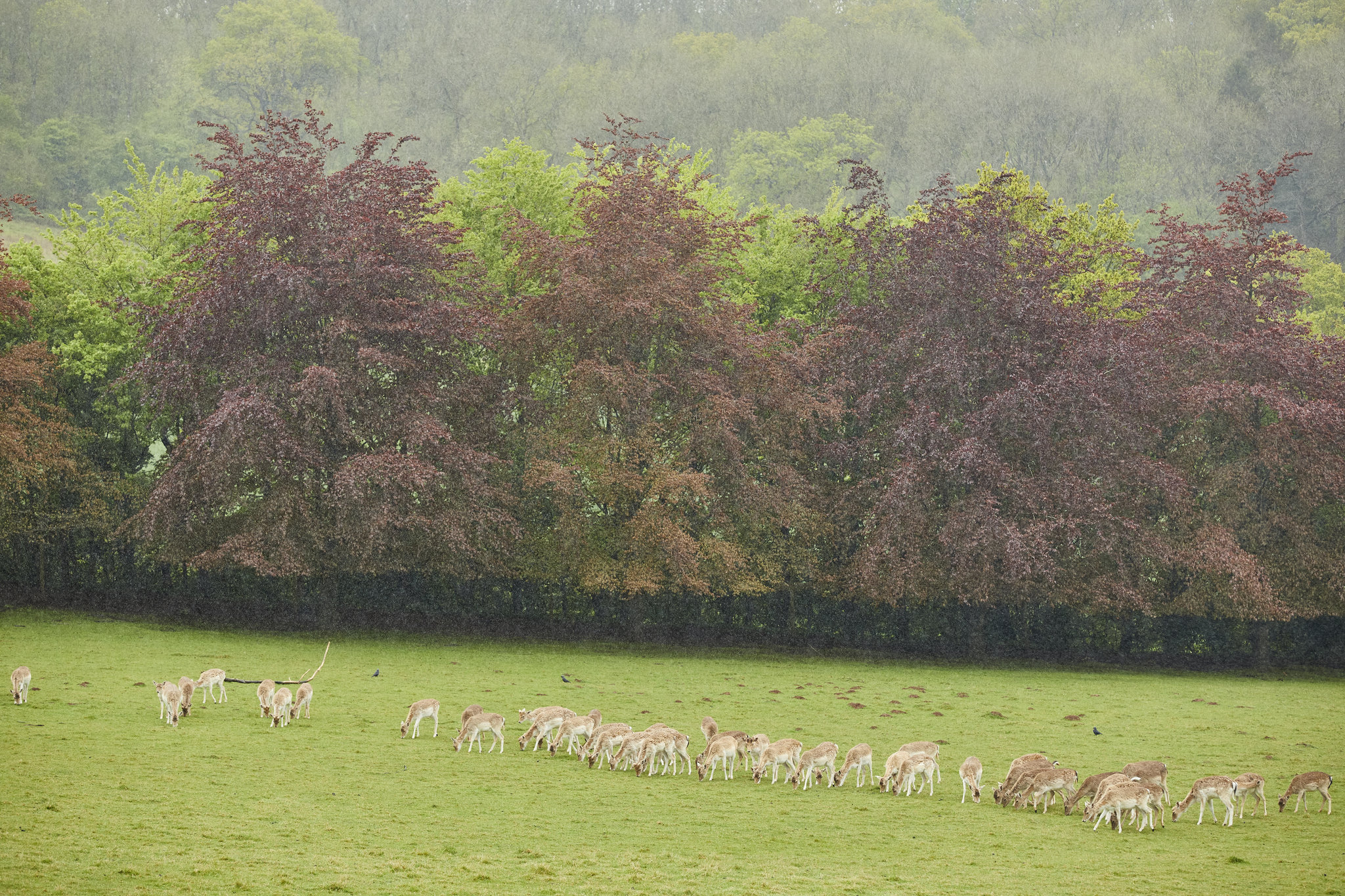 Deer_park_S
