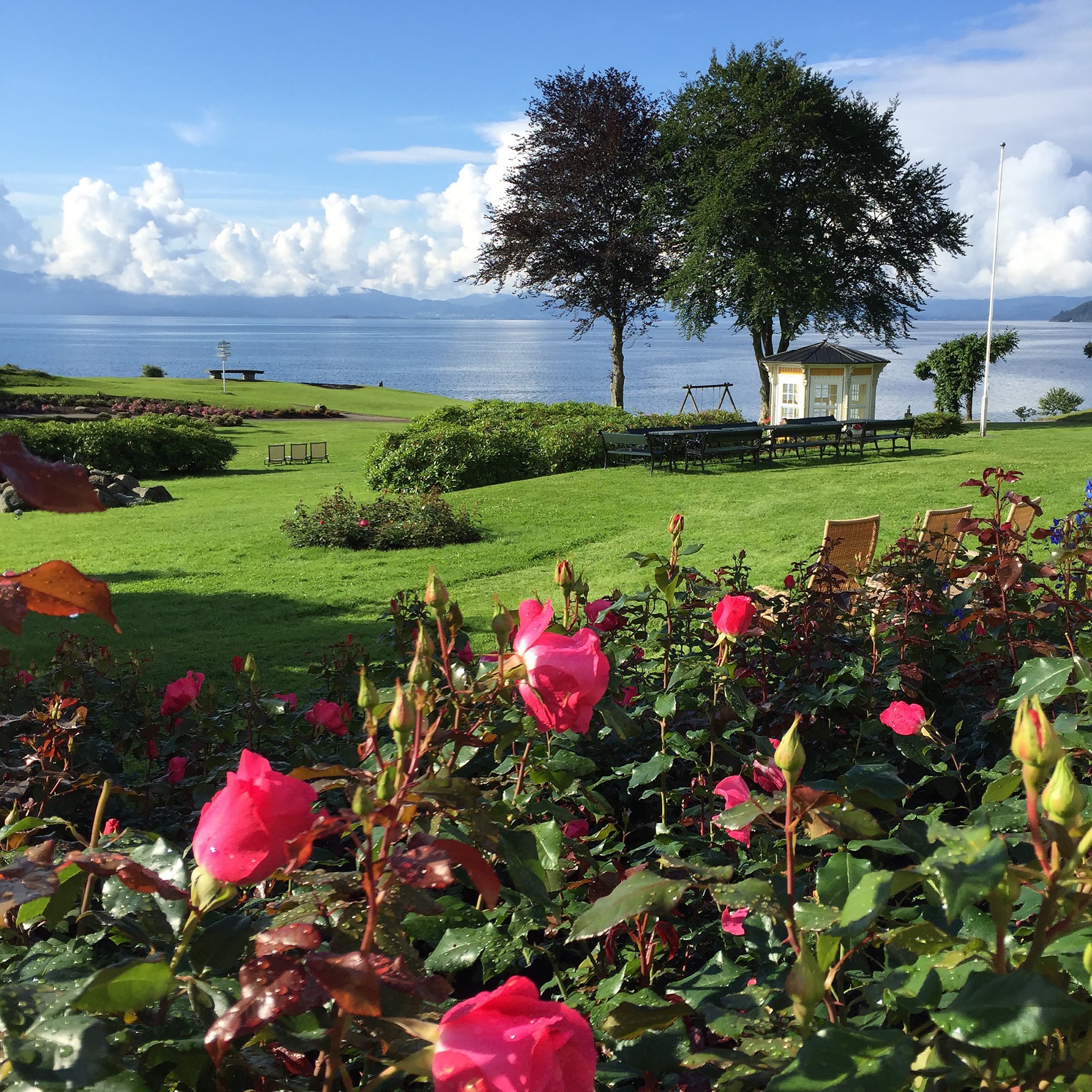 Garden_roses_S