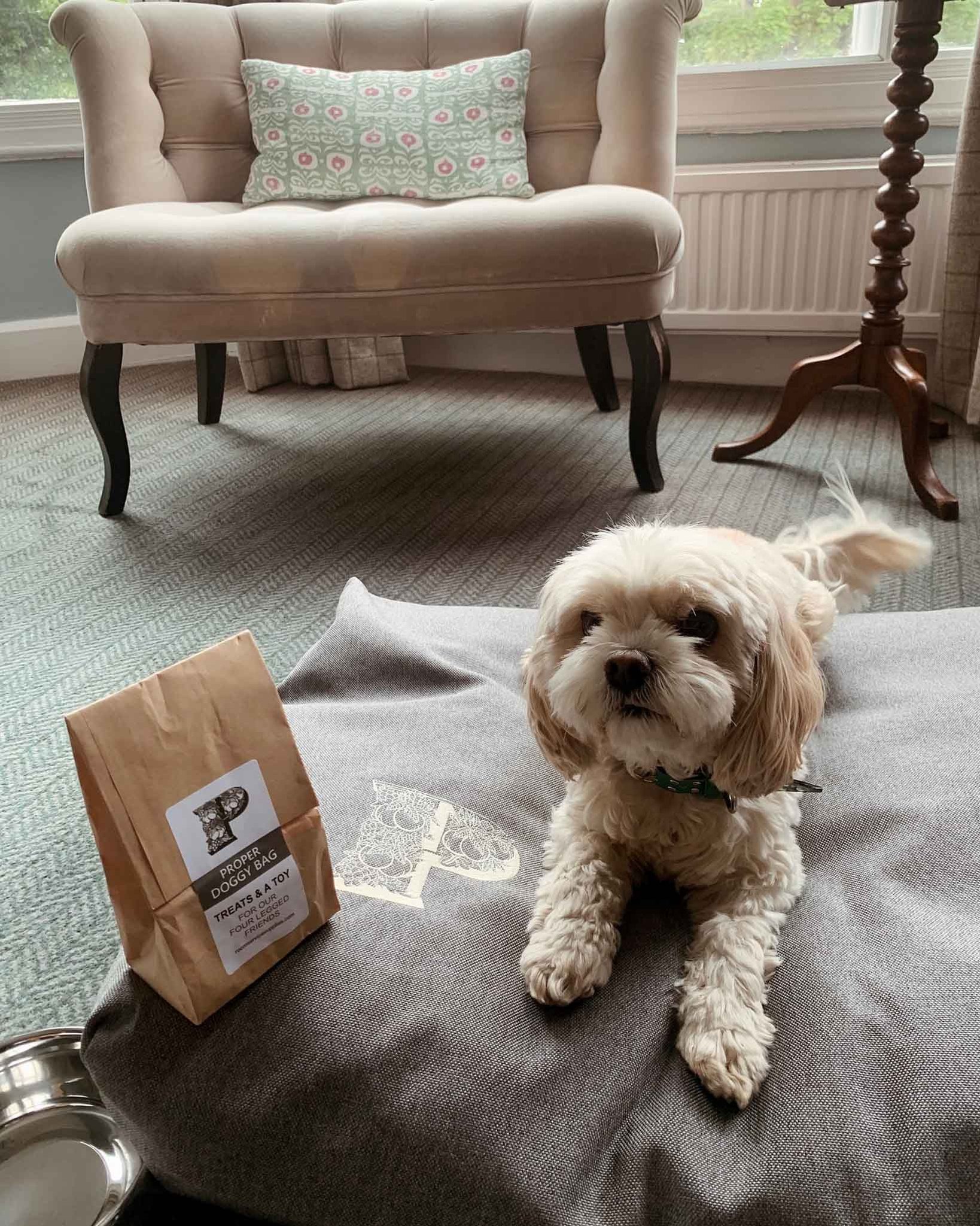 Dog_Friendly_S