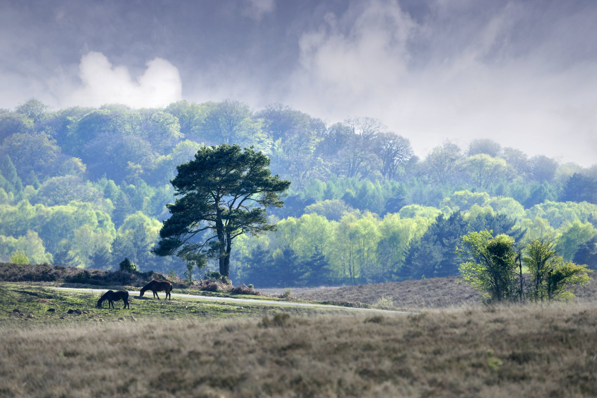 New_Forest_S