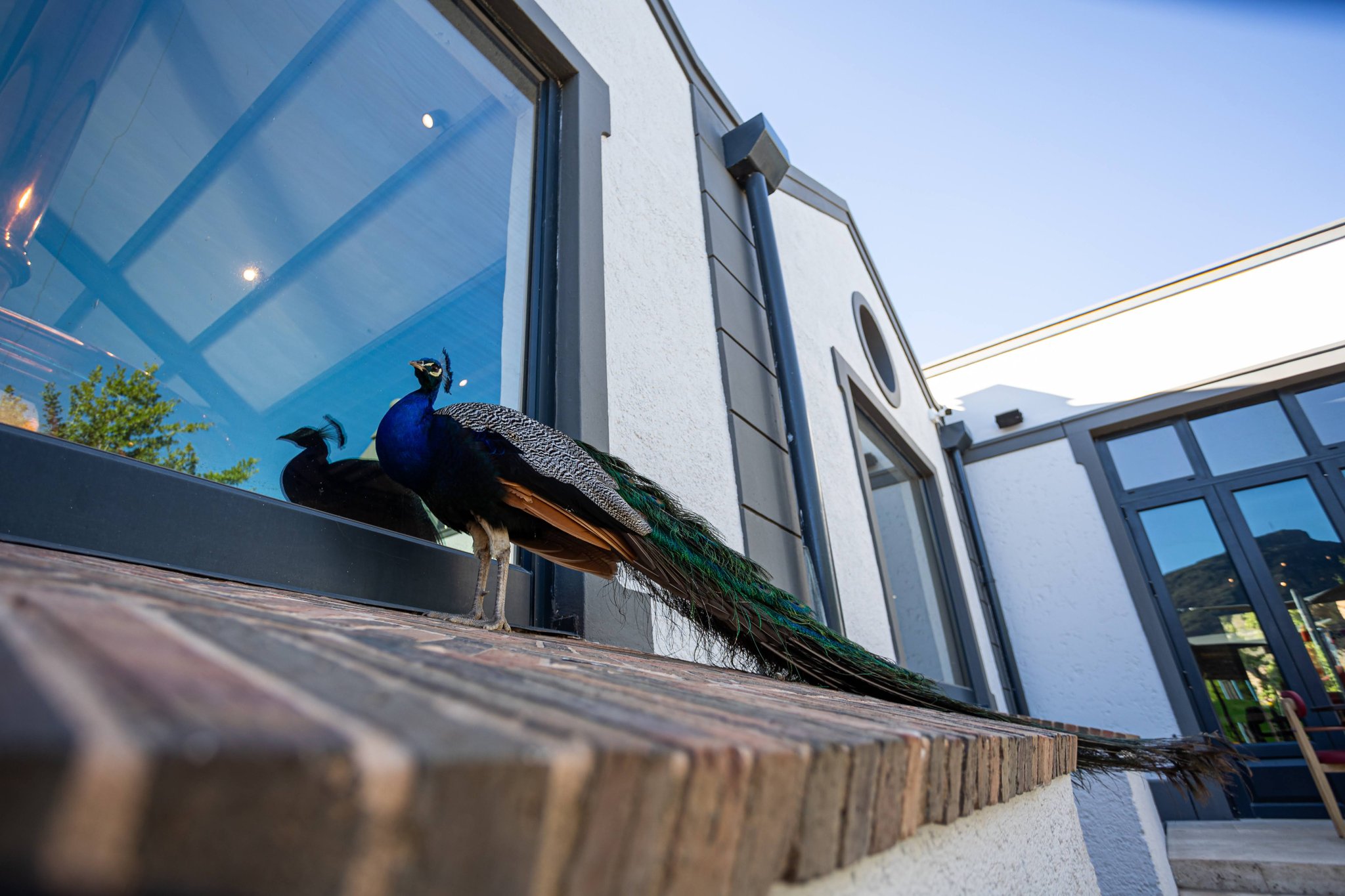 Hey_Joe_Resturant_(25)_S