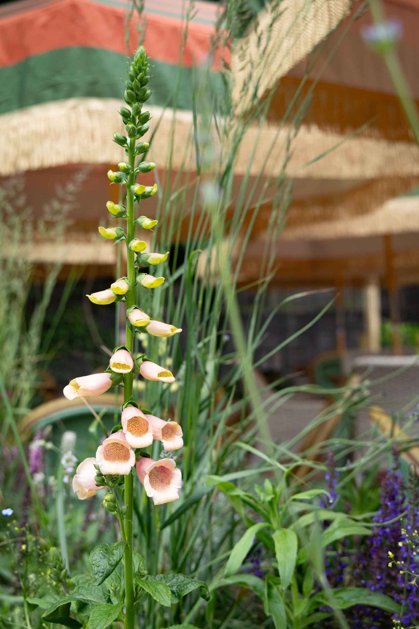 the-ragged-robin-godalming-exterior-054_S