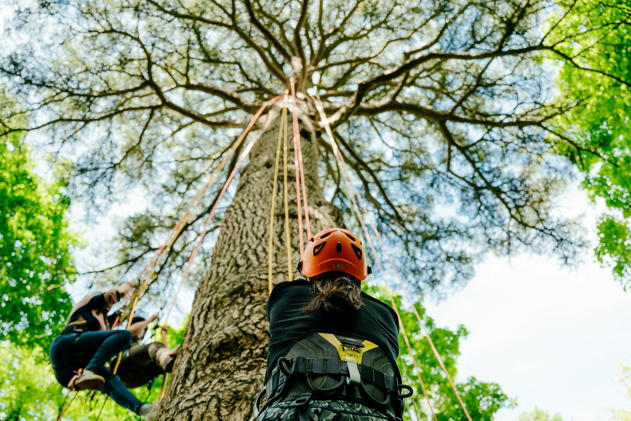 XqhmKHEQIU2vTjmowWVVFw_Tree_climbing_S