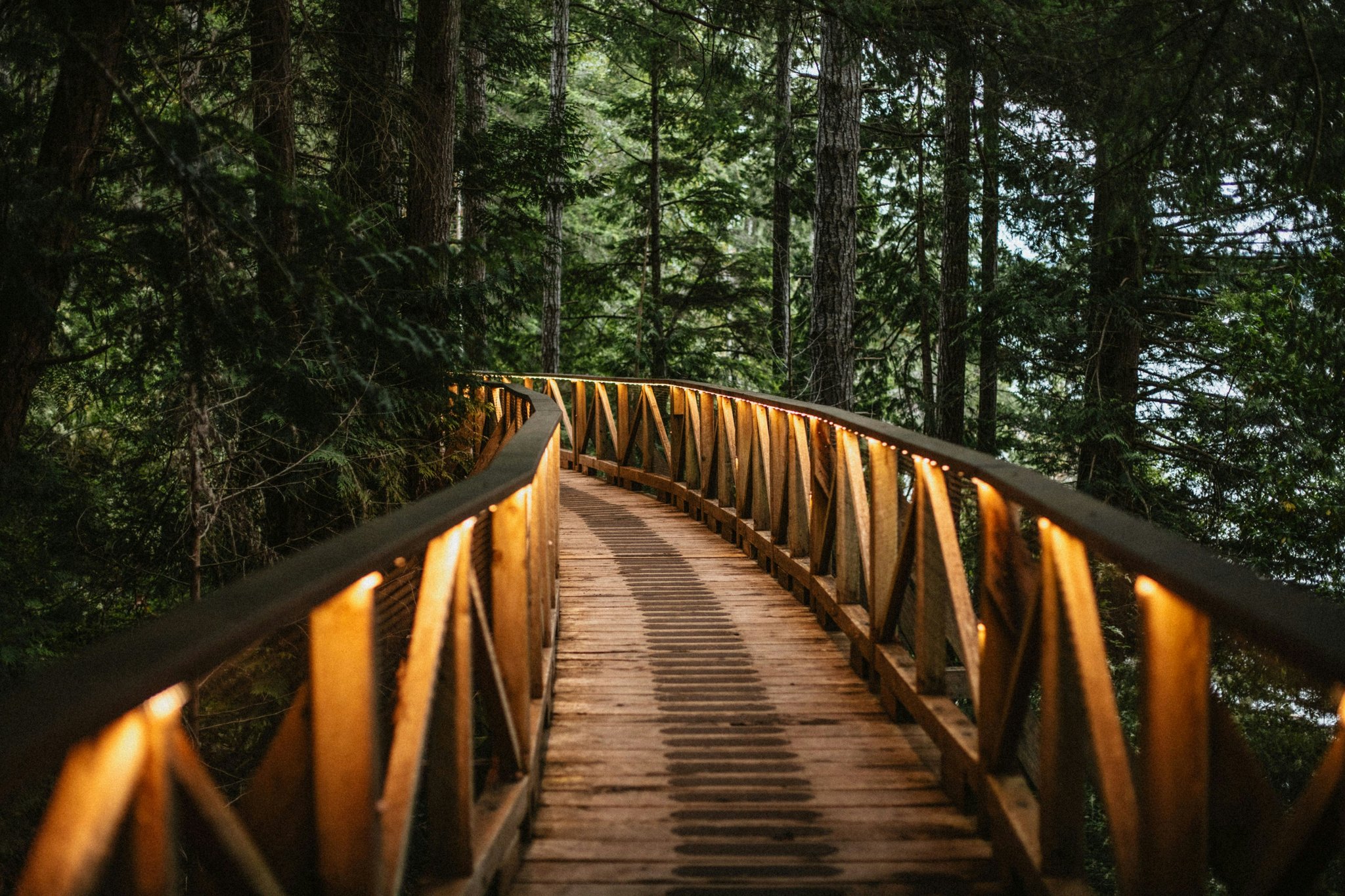 Z4UTf7F9cU26vK3pNozd1A_Top-tree_broadwalk_-_Photographer__S